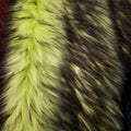 LIME - Alaskan Husky Long Pile Fabric - By Yard For Blankets Fashion Clothing Coats Scarfs Rugs Crafts Decor - Quilting, Pillows,Throws